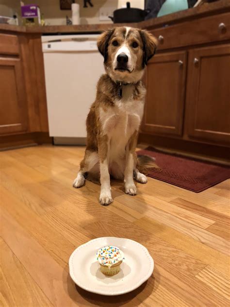 Rescue Dog Celebrating 1 Year Old : r/dogpictures