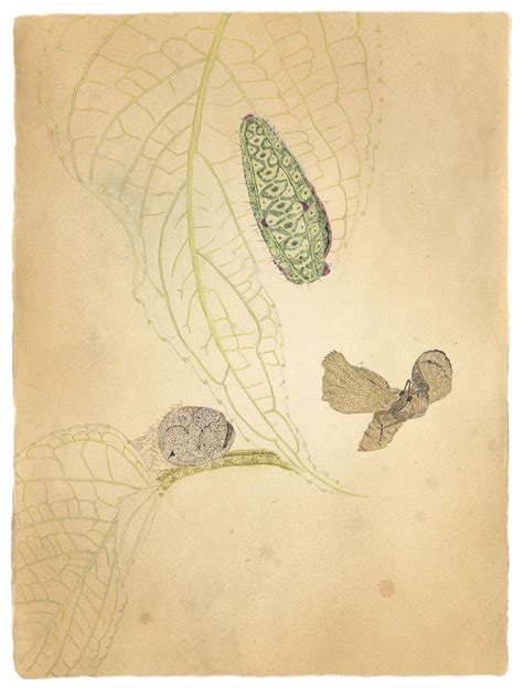 caterpillars and host plants on Behance