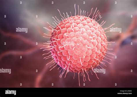 Varicella zoster virus or varicella-zoster virus (VZV) is one of eight ...
