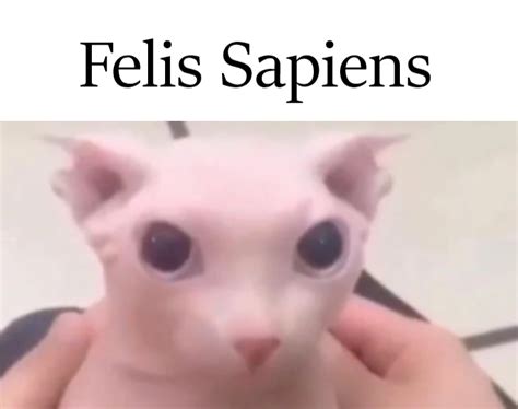 bingus species bingusverse wiki fandom