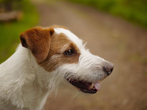 1920x1080 wallpaper | tan and white Parson russell terrier | Peakpx