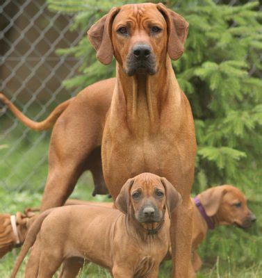 Tudo sobre a raça Leão da Rodésia (Rhodesian Ridgeback)
