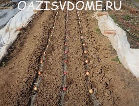 Лук Шалот луковицами как правильно и когда сажать весной в открытый ...
