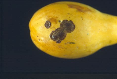 Papaya (pawpaw) | Diseases and Pests, Description, Uses, Propagation