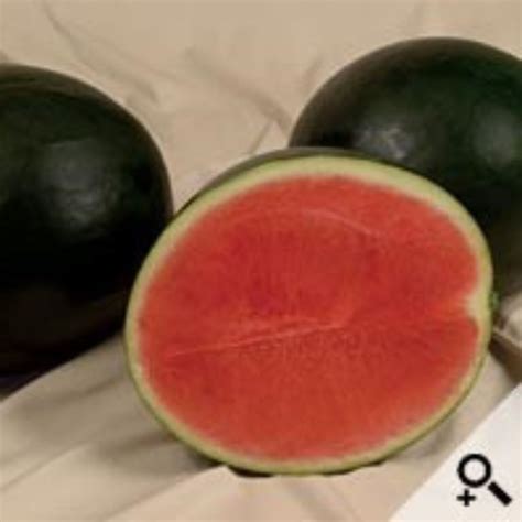Buy Watermelon Seeds Round Hybrid F1 Online in Pakistan