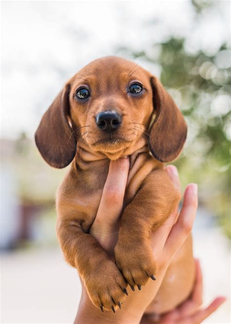 Dachshund Dog Breed Characteristics