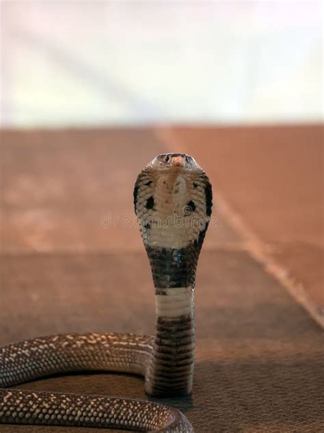 close   cobra snake   hood expanded focusing  camera