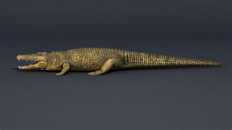 Crocodile — Missset