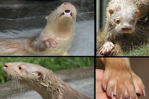 Young albino neotropical otter, Lontra longicaudis , highlighting the ...