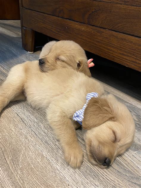 Meet our new golden retriever puppies - The Simplywed