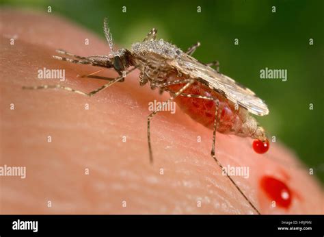 Anopheles stephensi Mosquito, Malaria Vector Stock Photo - Alamy