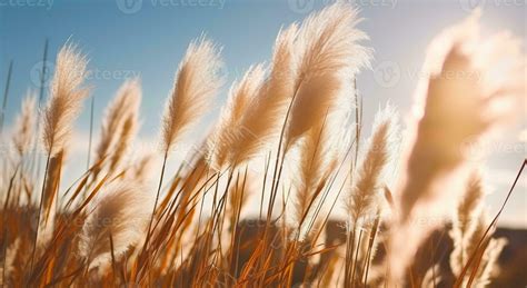 The Radiant Beauty of Pampa Grass in the Sun. Generative AI 28798162