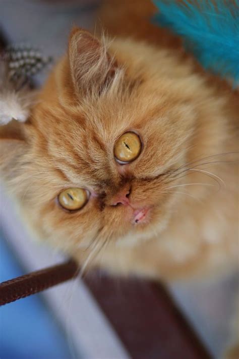 29 Of The Most Beautiful Cats In The World | Beautiful cats, Pretty ...