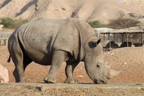 Pioneering Rhino Conservation on an Unprecedented Scale Is... Hard