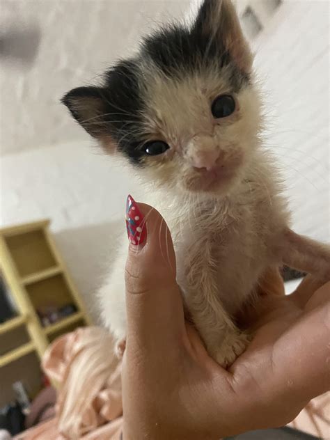 3 week old kitten : r/Eyebleach