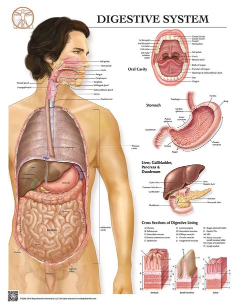 Digestive System Labeled Model