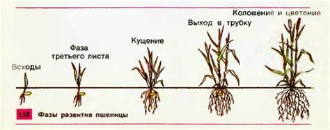Пшеница — важнейшая зерновая культура — Гипермаркет знаний