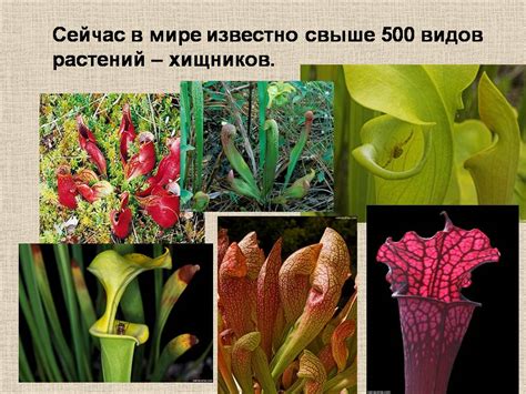 Растения-хищники - Презентации по экологии