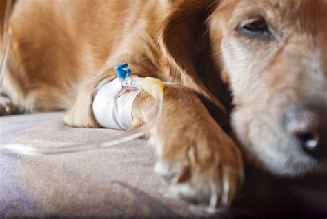 BOTULISMO em cães: sintomas e tratamento