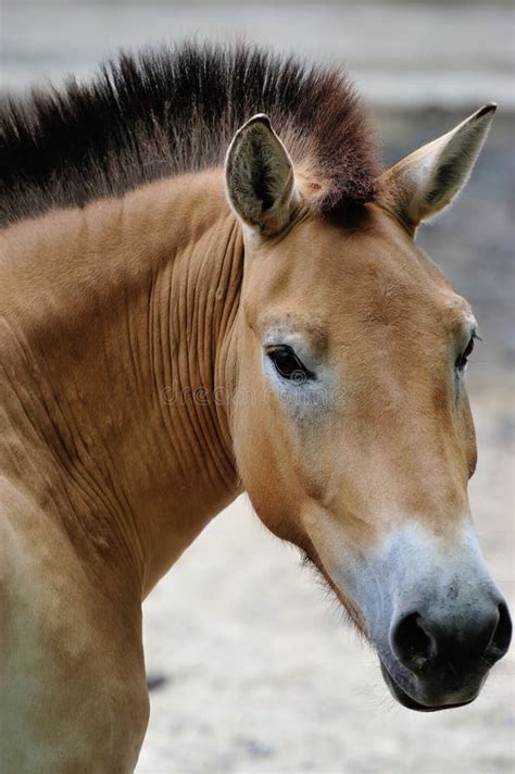 Przewalski s horse stock photo. Image of mane, wild, przewalskii - 25976708