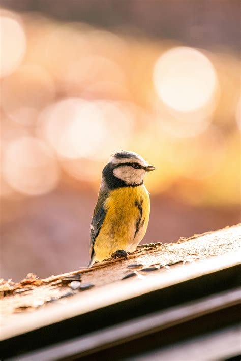 Mckinley+Richardson+Tits Photos, Download The BEST Free Mckinley