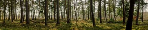 Panoramic Forest Wallpapers - Top Free Panoramic Forest Backgrounds ...