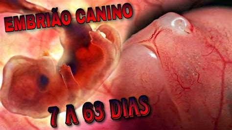 Feto De Cachorro Com 30 Dias - GESTAÇÃO EM CACHORRO EMBRIÃO CANINO FORMAÇÃO 63 DIAS - YouTube