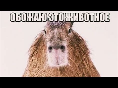 обожаю это животное, карбюратор | капибара мем - YouTube