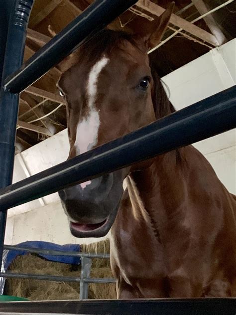 Taking a mid day snooze : r/Horses
