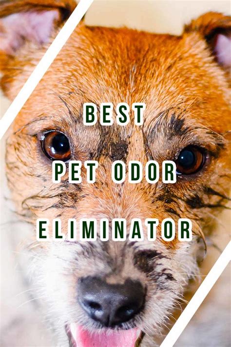 Best Pet Odor Eliminator - Products to Keep Your Home Smelling Sweet