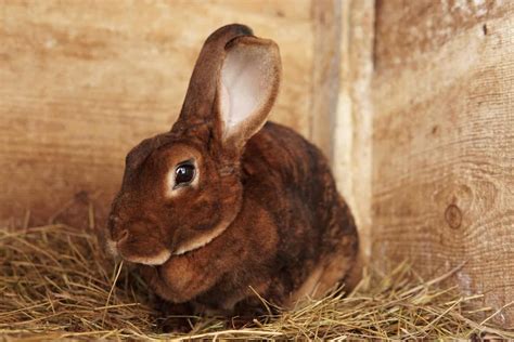 Rex Rabbit Animal Facts - Oryctolagus Cuniculus - A-Z Animals
