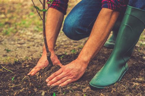 Tree Planting Services in Leeds & Across Yorkshire