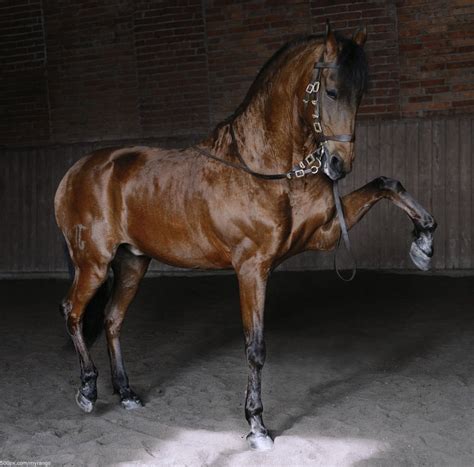 Leio - фотографии - myrango - конники - equestrian.ru
