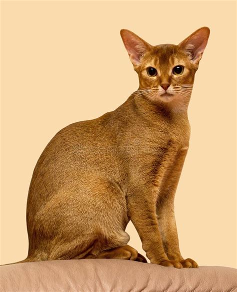 Red Sorrel Abyssinian Stock Photos - Free & Royalty-Free Stock Photos ...