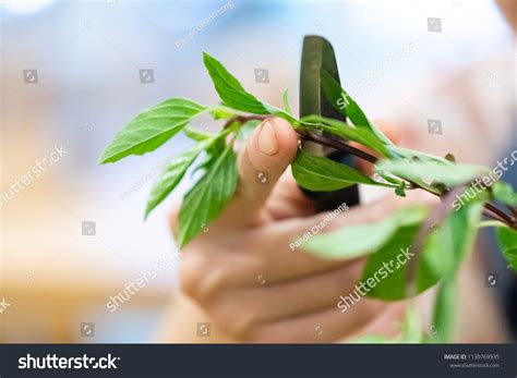 how to prepare fresh basil for cooking