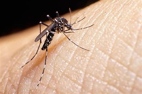 Demam Denggi Di Malaysia: Apa Yang Perlu Anda Ketahui - Hello Doktor