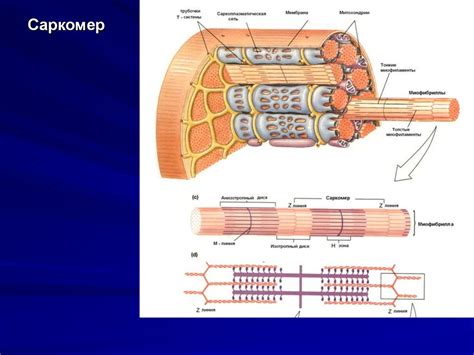 Физиологическая роль мышц - презентация онлайн