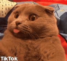 Cat Sticking Tongue Out Gif GIFs | Tenor