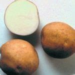 Сорт картофеля «Лазурит» – описание и фото