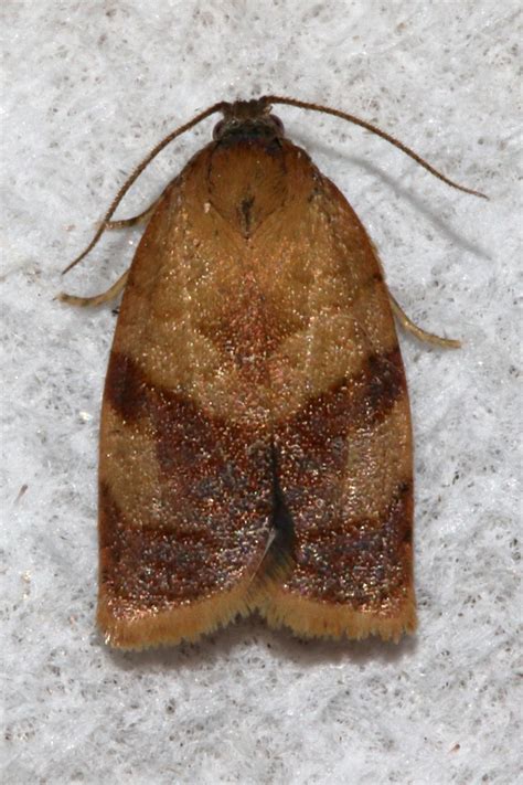 Butterflies, Dragonflies, Moths & other Insects: Carnation Tortrix