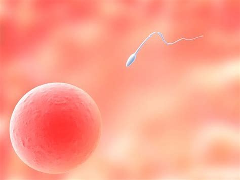 Signs of fertilization after ovulation