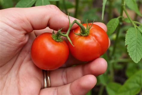 how to plant tomatoes at home