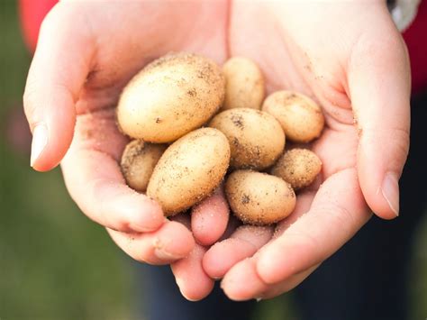 植物と共生するエンドファイトとは？ ｜ コラム ｜ セイコーエコロジア