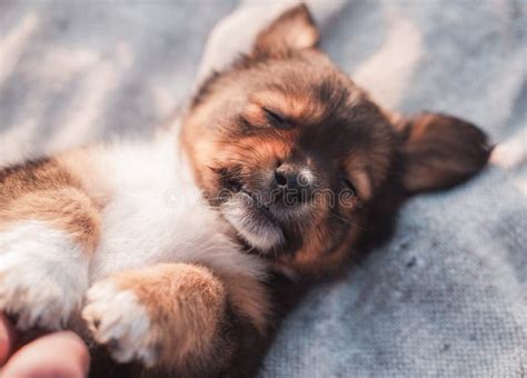 A Newborn Puppy is Sleeping Stock Photo - Image of face, dogs: 183266464