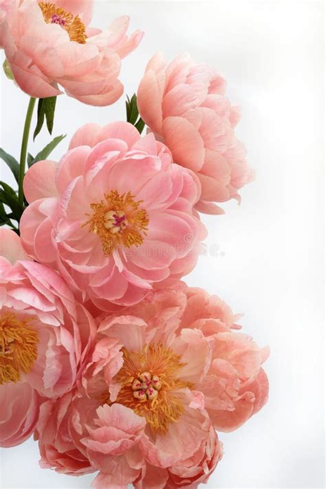 White Peonias Stock Photos - Free & Royalty-Free Stock Photos from ...