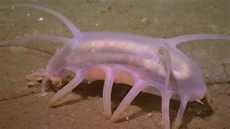 Sea pig | Sea pig, Deep sea creatures, Weird looking animals