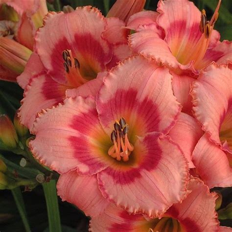 Daylily 'Strawberry Candy' | Лилейник, Лилейники, Цветы