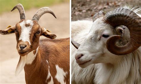 Goat vs Ram (What's The Difference?) - Goat Owner