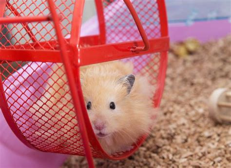 Hamster Care 101: How to Care For Your Hamster | petMD | Hamster care ...