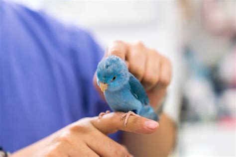 Veterinário de aves no Ceará - Wellpet